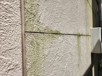 外壁に繁殖した苔
